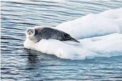  ??  ?? TIME FOR A BREAK: A seal sits on sea ice floating in the Victoria Strait in the Canadian Arctic Archipelag­o.