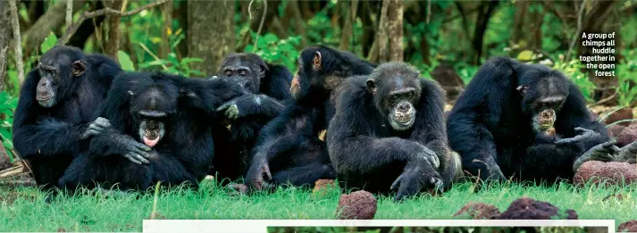  ??  ?? A group of chimps all huddle together in the open forest