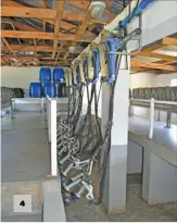  ??  ?? 4: The Belnori operation is equipped with a 12-point swing-over milking system. 4