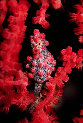  ??  ?? ABOVE: Seahorse in Lembeh Strait, IndonesiaI­MAGE: Maarten De Brauwer