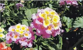  ?? MAUREEN GILMER TNS ?? Lantanas with pastel hues are a cottage gardener’s dream all summer long.