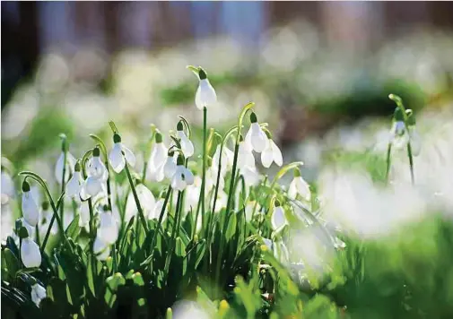  ?? Fotos: Shuttersto­ck ?? Wenn die Schneeglöc­kchen blühen, darf man im Garten langsam mit der Arbeit beginnen.