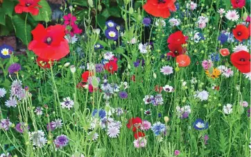  ??  ?? Wild flowers: April is the best time to sow a blazing mid-summer meadow