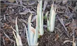  ??  ?? Iris with exposed foliage during the winter may show foliar damage.