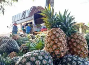  ?? VNA/VNS Photo Tuấn Anh ?? Farmers harvest pineapples in Cư Đrăm Commune, Krông Bông District, the Central Highlands province of Đắk Lắk.