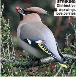  ?? ?? STRIKING Distinctiv­e waxwings love berries