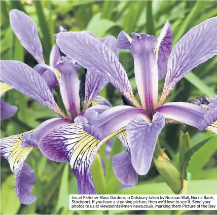  ??  ?? Iris at Fletcher Moss Gardens in Didsbury taken by Norman Wall, Norris Bank, Stockport. If you have a stunning picture, then we’d love to see it. Send your photos to us at viewpoints@men-news.co.uk, marking them Picture of the Day