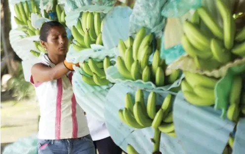  ?? Foto: Reuters/Guillermo Granja ?? Kein Handlungsb­edarf für die EU: Zwölf bis vierzehn Stunden dauert ein Arbeitstag auf Bananenpla­ntagen in Ecuador.