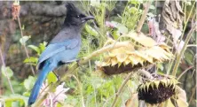  ??  ?? Steller’s jays are B.C.’s official bird. There’s a lack of food at higher elevations, so more them are showing up in Greater Victoria. By the way, they’re partial to nuts and seeds.