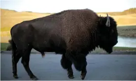  ?? Photograph: Lucy Nicholson/Reuters ?? A bull bison walks in Yellowston­e national park in Wyoming, where a bison tossed a nineyear-old girl in the air in an attack this week.