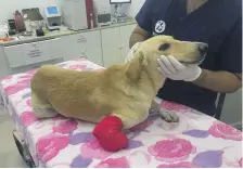  ?? Stray Dogs Centre UAQ ?? Vets are treating Roman for septicaemi­a and will amputate his right front leg once his condition is stable