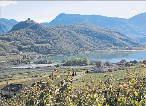  ?? [ Mich`ele Pauty ] ?? Früher wurde Wein meist in Pergeln gezogen, diese Tradition hat sich mancherort­s gehalten. In den Barriqueke­llern legen Lagrein und Blauburgun­der an Potenzial zu. Rechts: der Kalterer See, von Reben umgeben.