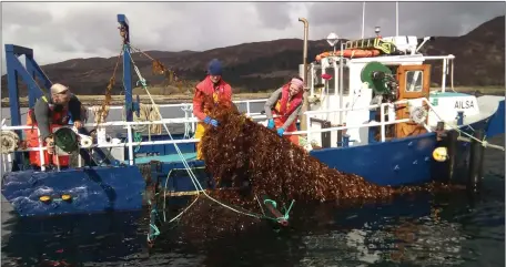  ?? ?? Harvesting seaweed brought money then misery to thousands of crofters in the Highlands and islands, but is now set for a revival