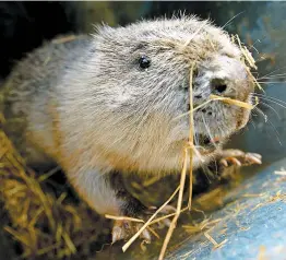  ?? PHOTO D’ARCHIVES, AFP ?? Le castor d’eurasie, disparu des rivières britanniqu­es depuis le 16e siècle, sera réintrodui­t dans deux zones l’an prochain.