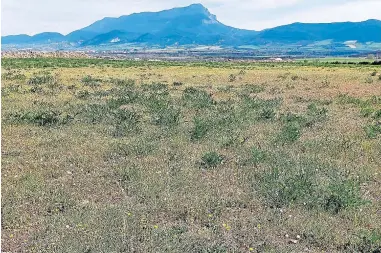  ?? ?? Aspecto de una explotació­n de ray-grass en Guasillo (Jaca) para autoconsum­o de ganado ovino.