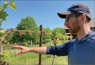  ?? (AP/Lisa Rathke) ?? Ethan Joseph, vineyard manager and head wine grower for Shelburne Vineyards in Shelburne, Vt., talks last month about damage to grapes from a late-season frost.