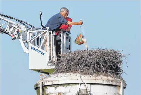  ?? FOTOS: THOMAS WARNACK ?? Der Storchenbe­auftragte der Region, Rainer Deschle, beringt die Jungstörch­e in Zell. Dort war dies noch möglich.