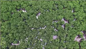  ??  ?? La mangrove est un rempart naturel contre l’élévation du niveau de la mer.