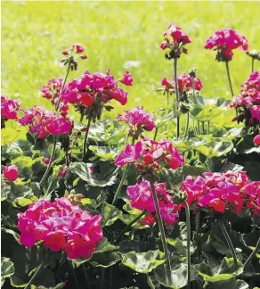  ?? MIKE HENSEN ?? Cutting back geraniums either before or after spring planting can help them fill out and thrive during the summer months.