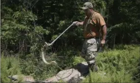  ?? THE ASSOCIATED PRESS ?? Glen Ellsworth III brings out a timber rattlesnak­e he found while hunting for snakes in rural Columbia County, Pa. Ellsworth and his son were looking for rattlesnak­es and other types of snakes to enter in the annual Noxen Rattlesnak­e Roundup. This...