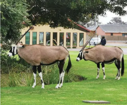  ?? Photo: Contribute­d ?? Crucial delay… Antelope grazing in the front yard is a regular sight in the diamond mining town of Oranjemund.