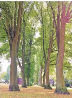  ??  ?? Eine Allee mit alten Bäumen ziert den Kurt-Schumacher-Park in Schiefbahn. Auch dieser Park war einmal ein Friedhof.