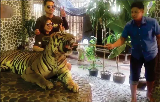  ??  ?? Screen grab of a viral video taken by Edwin Wiek, the founder of Wildlife Friends Foundation Thailand of tourists posing with a roaring tiger being prodded by Pattaya zoo staff to elicit roars for tourist photos, sparking outrage and renewing criticism...