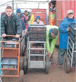  ?? Picture: Paul Smith. ?? Eastern European workers at a soft fruit farm in Angus. The NFUS wants to see a new seasonal workers scheme for migrants tested next year so that there is a smooth transition following Brexit.