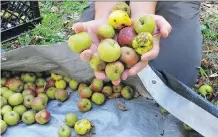  ?? LISA RATHKE/ THE ASSOCIATED PRESS ?? Of the estimated 700 craft cider-makers in the U.S., about two dozen are using foraged wild apples.