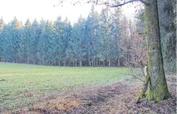  ?? FOTO: BERTHOLD RUESS ?? Beim Kirchenwal­d Richtung Kanzach soll im September der Waldkinder­garten den Betrieb aufnehmen.