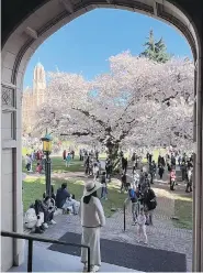  ?? KIM PEMBERTON ?? Hordes of visitors on a sunny Sunday in spring visit the University of Washington Quad to see the cherry tree in full blossom.