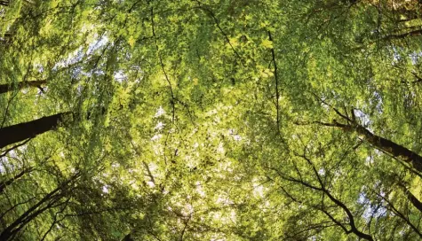  ?? Foto: Henning Kaiser, dpa ?? „Ich möchte die Liebe der Menschen zur Natur und zu den Bäumen entfachen“, sagt Förster und Bestseller­autor Peter Wohlleben.