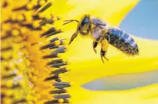  ?? FOTO: ROLAND WEIHRAUCH/DPA ?? Für die Bewerbung eignet sich prinzipiel­l alles, das Natur und Umwelt dient.