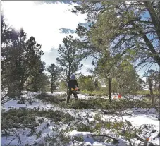  ?? COURTESY PHOTO ?? Thomas Cody Concha thins an area of piñon/juniper forest south of San Cristóbal as part of a Forest Service project to reduce the threat of wildfire.