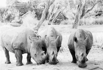  ?? WALT DISNEY WORLD/COURTESY PHOTOS ?? Disney’s Animal Kingdom announced the pregnancie­s of three white rhinos, including Lola, left, and Jao, center.