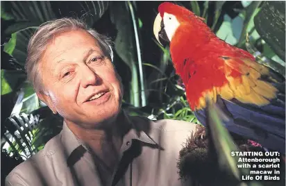  ??  ?? STARTING OUT: Attenborou­gh with a scarlet macaw in Life Of Birds