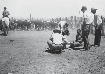  ?? GLENDALE ARIZONA HISTORICAL SOCIETY ?? Young steers are branded with the Sands LS mark in the 1930s at Manistee Ranch outside of Glendale. The property was sold bit-by-bit over time, but cattle were fattened there until 1996.