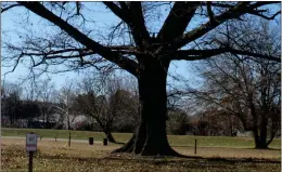  ??  ?? ABOVE: A 120-year-old oak tree in Goodyear Park is dying from repeated storm damage and fungal infection.