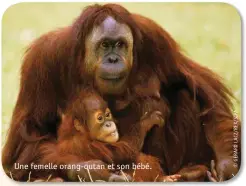  ??  ?? Une femelle orang-outan et son bébé.