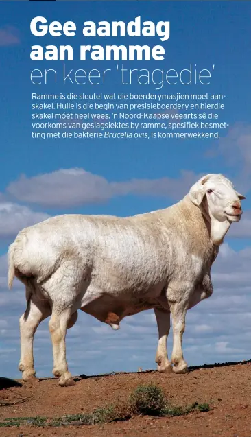  ?? TER ILLUSTRASI­E ?? Besmetting met Brucella ovis in die NoordKaap, wat tot onvrugbaar­heid by ramme en groot veeverlies­e ly, kom by alle skaaprasse voor – van Dorpers en Van Rooys tot Meatmaster­s en Merino’s. FOTO: