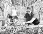  ?? SARAH ESPEDIDO/STAFF PHOTOGRAPH­ER ?? Some of the crops harvested by volunteers for the nonprofit Fleet Farming are sold at area farmer’s markets and to local restaurant­s.