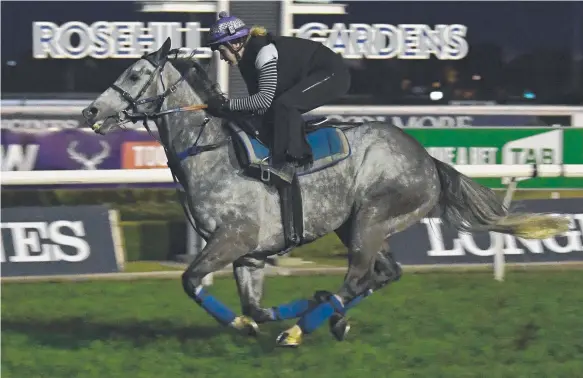  ?? Picture: AAP IMAGE ?? Chautauqua works at Rosehill yesterday ahead of his return to racing at Randwick tomorrow.