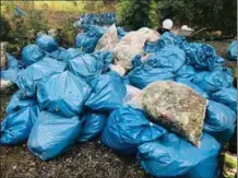  ??  ?? Sekkene med plantene skal hentes og brennes for å bli kvitt frøene og hindre ny spredning.