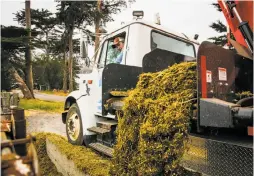  ??  ?? Assistant manager Josh Hollis uses an electric truck that runs on methane to feed the cows at the Straus dairy farm in Marin County.