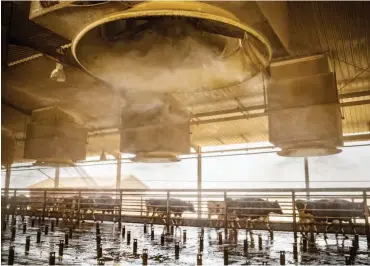  ??  ?? A cooling mist regulates the temperatur­e at the Almarai dairy