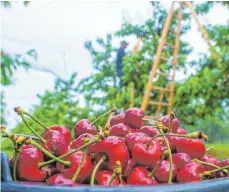  ?? FOTO: KLAUS-DIETMAR GABBERT/DPA ?? Die Kirschen-saison hat begonnen. Wer empfindlic­h auf Fruchtzuck­er reagiert, sollte das Steinobst besser nur in Maßen essen.