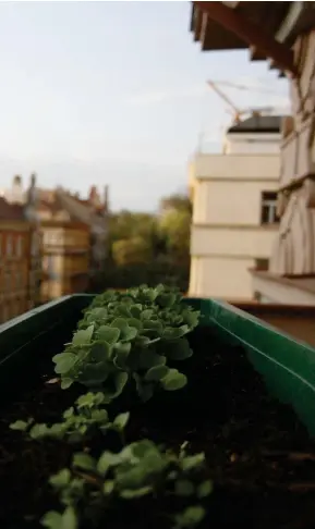  ??  ?? EGEN OAS. Balkongodl­ing kräver inte så mycket plats och leder snart till en grönskande trädgård i höjd med hustaken.
TäNK KREATIVT. Balkongen kan inredas med lastpallar och vinlådor för att få plats för flera krukor.