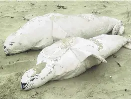  ?? PHOTO: SUPPLIED ?? Friendly fakes . . . A pair of decoy female New Zealand sea lions used to attract resting sea lions during a Doc experiment this summer.