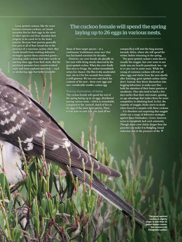  ??  ?? The great spotted cuckoo is slightly larger in size than its better-known cousin, the common (or European) cuckoo.