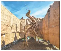  ?? (CNN/Ami Vitale) ?? In this image released by World Press Photo by Ami Vitale for CNN, titled Rescue of Giraffes from Flooding Island, which won the first prize in the Nature Singles category, shows a Rothschild’s giraffe being transporte­d to safety in a custom-built barge from a flooded Longicharo Island, Lake Baringo, in western Kenya, on Dec. 3.